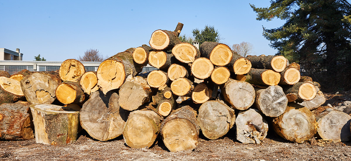 Cedar wood