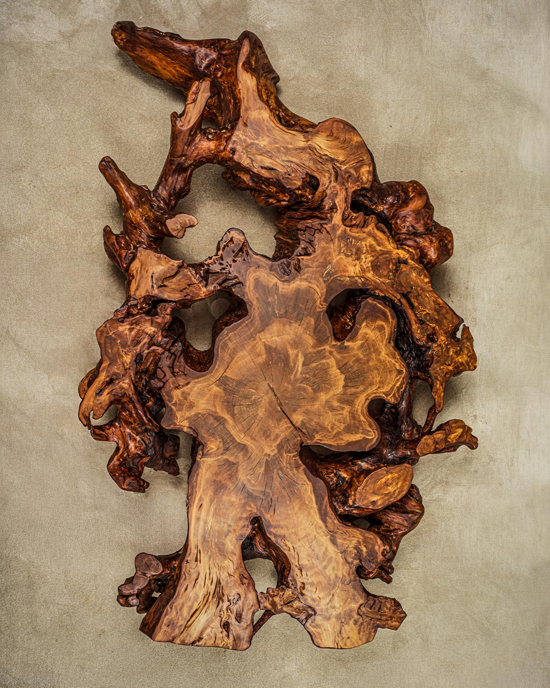 KAURI STUMP Gallery 12